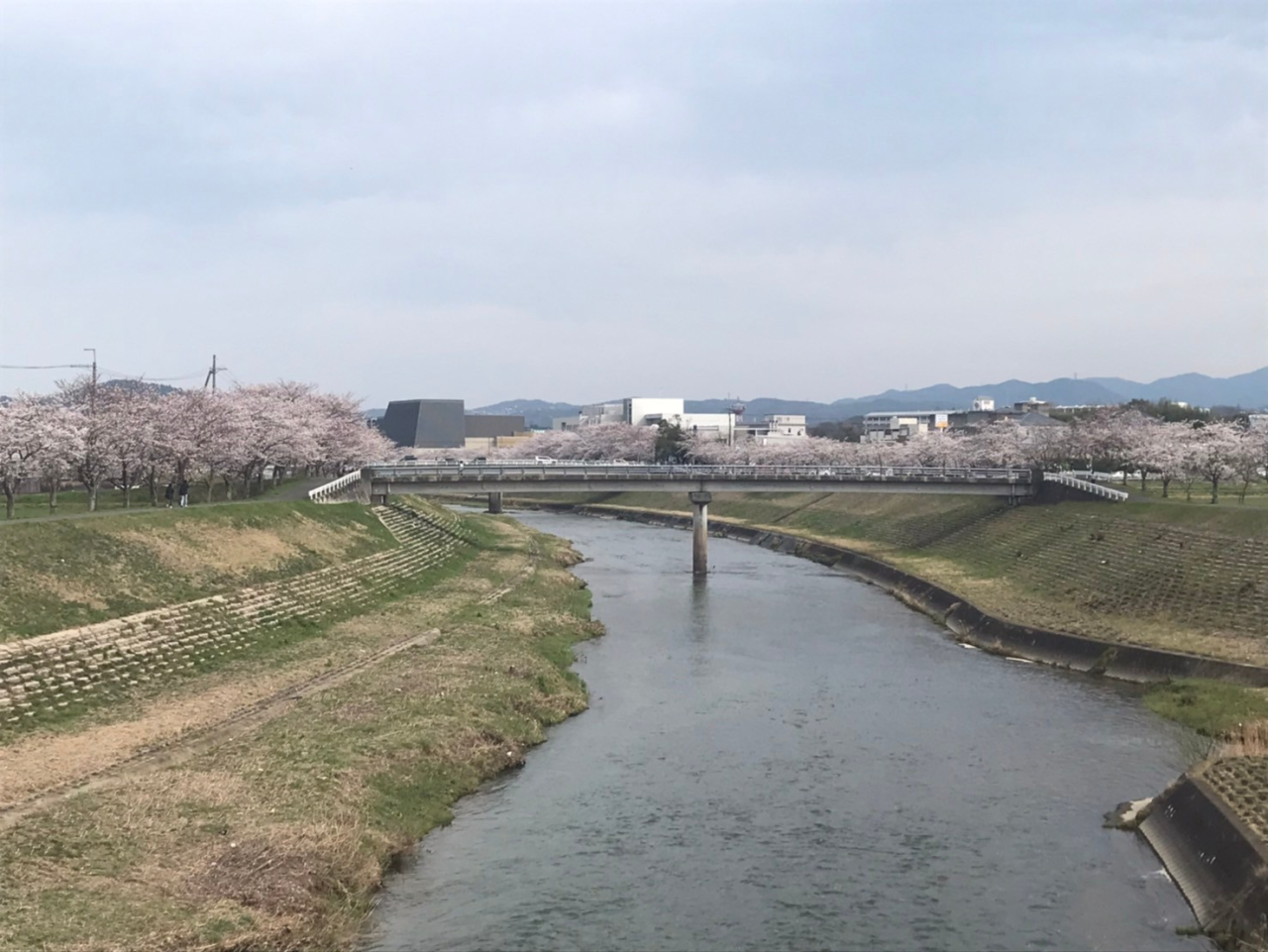 20240406桜つづみ回廊1