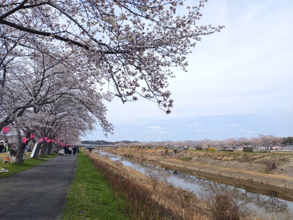 武庫川の桜♪